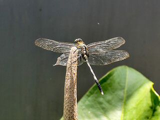 Dragonflies are flying insects that belong to the infraorder Anisoptera under the order Odonata. Dragonflies perch on plants.