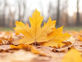 Close-up of vibrant yellow maple leaves on forest floor during autumn
