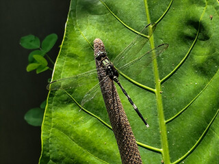 Dragonflies are flying insects that belong to the infraorder Anisoptera under the order Odonata. Dragonflies perch on plants.