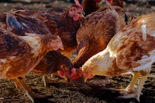 hen, farm animal, chicken, farm, animal, domestic, chick, plumage, bird, female, poultry, beak, avian flu virus, danger, egg, food