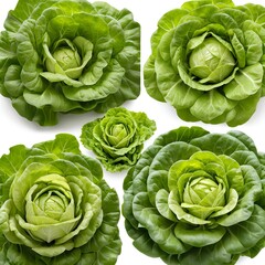 Fototapeta premium Fresh Green Butterhead Lettuce Heads, Various Sizes