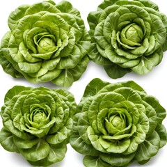 Fototapeta premium Four Heads of Fresh Green Butterhead Lettuce