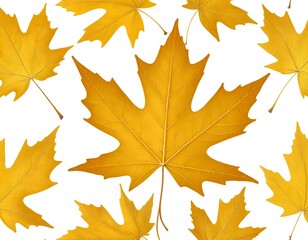 Obraz premium Golden Autumn Maple Leaves on White Background