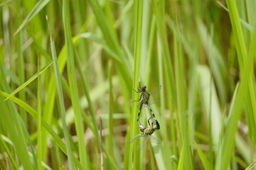 dragonfly on the grass