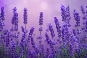 Naklejka premium Lavender Gradient Soothing Background Texture for Peaceful Wallpaper Design
