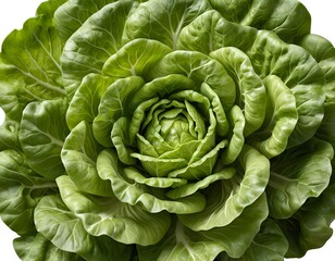 Obraz premium Close-up of Fresh Green Lettuce