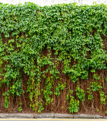 Lush Green Vine Wall Over Concrete, Natural Overgrowth Texture