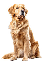 Digitally Rendered Golden Retriever on Transparent Background - Perfect for Digital Projects, Design, and Animations