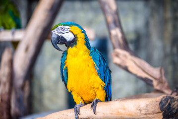Blue-and-yellow Macaw sitting on a branch at the zoo
