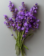 Fototapeta premium Fresh lavender sprigs adorned with vibrant purple flowers are set against a white background, forming a soothing and aromatic atmosphere