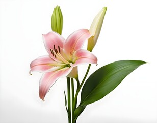 Obraz premium Pink Lily Flower with Buds and Leaf