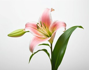 Fototapeta premium Pink Lily Flower
