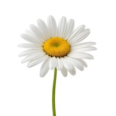 Single White Daisy Flower on White Background