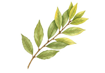 Isolated Watercolor Bay Laurel Branch with Leaves