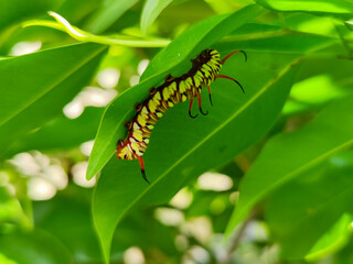 Close-up view of Blue Striped Crow caterpillar. Euploea mulciber caterpillar on a leaf, beautiful patterned caterpillar with striking horns.