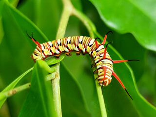 Close-up view of Blue Striped Crow caterpillar. Euploea mulciber caterpillar on a leaf, beautiful patterned caterpillar with striking horns.