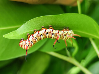 Close-up view of Blue Striped Crow caterpillar. Euploea mulciber caterpillar on a leaf, beautiful patterned caterpillar with striking horns.