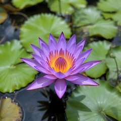 Purple Water Lily Flower Bloom