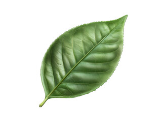 Fototapeta premium fresh green tea leaf