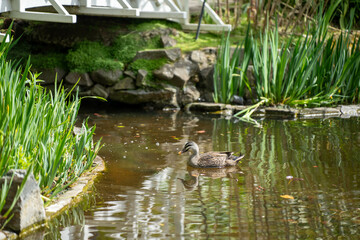 ducks in a park on a pond and on grass