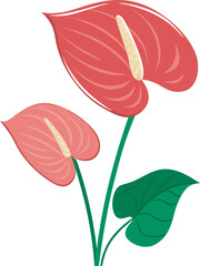 Anthurium Flower Flat Vector Illustration | Logo Icon | Clipart Design