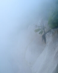 Lone tree on the chalk coast in the Jasmund National Park on the island of Ruegen, Germany