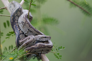 African rock python snake on a tree 