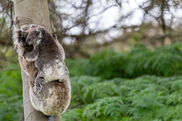 A baby australian koala (Phascularctos cinereous) being carried by its mother. In the wild.	