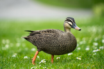 ducks in a park on a pond and on grass