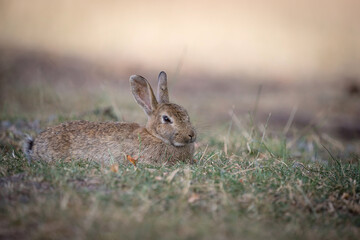lying field hare