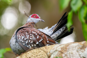 Fototapete bei efototapeten.de bestellen   