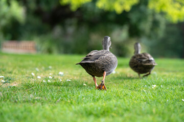 ducks in a park on a pond and on grass