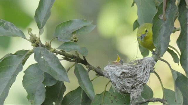 Common Iora feeding the cick
