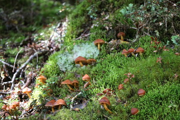 Abundant Mushrooms in New Zealand’s Nature – Lush Forest and Fresh Fungi