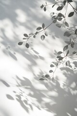 Fototapeta premium Sunlight casts shadows of eucalyptus leaves on a white wall, creating a minimalist, botanical backdrop.
