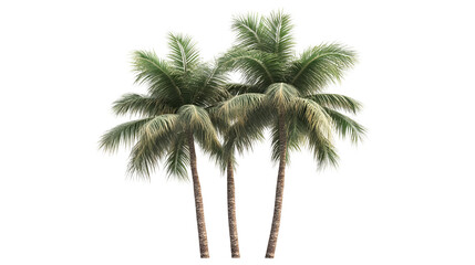 Obraz premium palm trees transparent background png