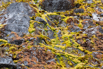 Flora in Antarctica. Nature in Antarctica. Moss. Summer in Antar