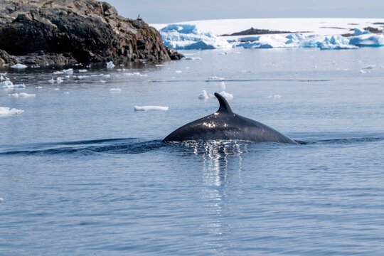 Minke whale in Antarctica. Balaenoptera acutorostrata.