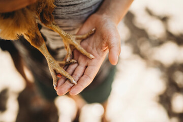 Close up of child hands holding chicken legs outside in summer