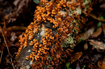 Close-up of vibrant orange fungi growing on a decaying tree log