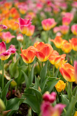A field of vibrant orange, pink, and yellow tulips blooming in spring