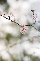 Delicate pink cherry blossoms blooming on a thin branch in soft focus