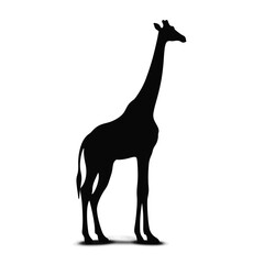 Elegant silhouette of a giraffe standing against white background, wildlife symbolism