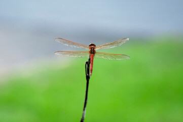 A dragonfly perched on a twig against a blurred background
