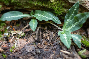 Small orchid plants grow under a mossy log on the forest floor.