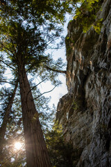Sunlight peeks through tall coniferous trees beside a rocky cliff.