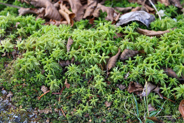 Macro photo of sphagnum moss in Maine