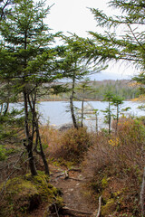 Forest path leading to a hidden pond