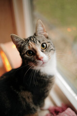 Close-up of a curious tricolor cat gazing near a window indoors