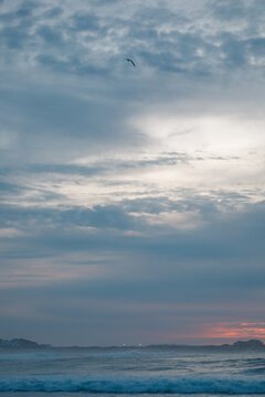 Lonely bird flying over the ocean during blue hour